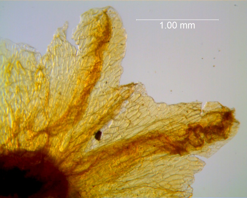 Cuscuta carinata, calyx lobes detail