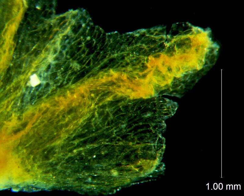 Cuscuta carinata, calyx lobe detail