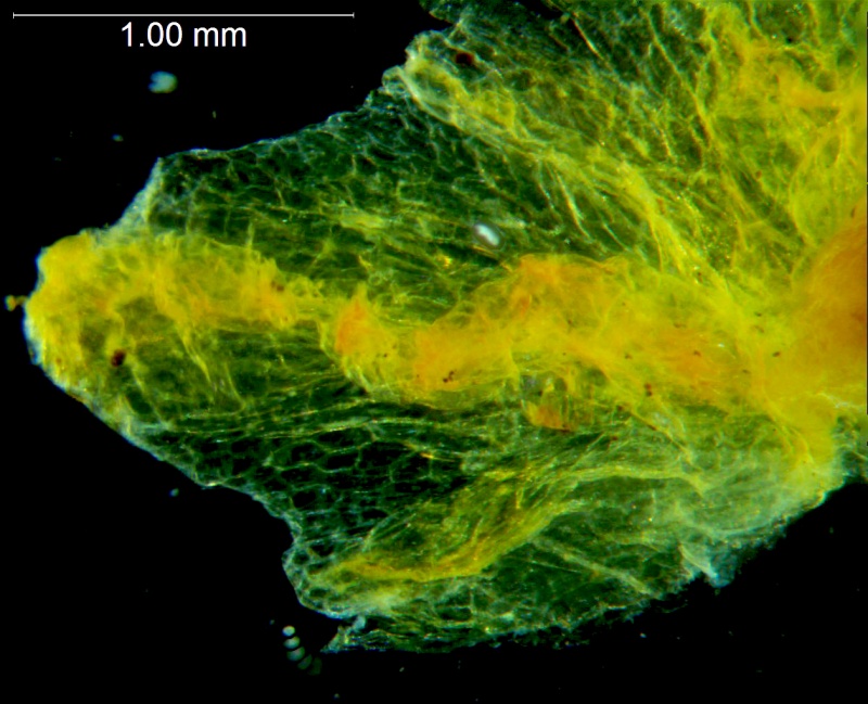 Cuscuta carinata, calyx lobe detail