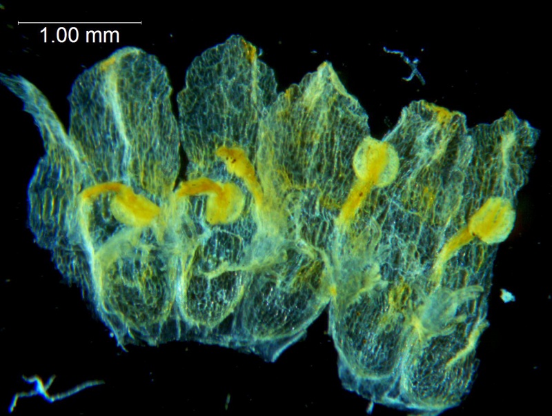 Cuscuta carinata, corolla, dissected