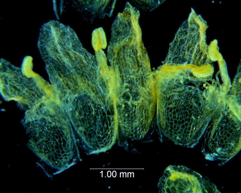Cuscuta carinata, corolla, dissected