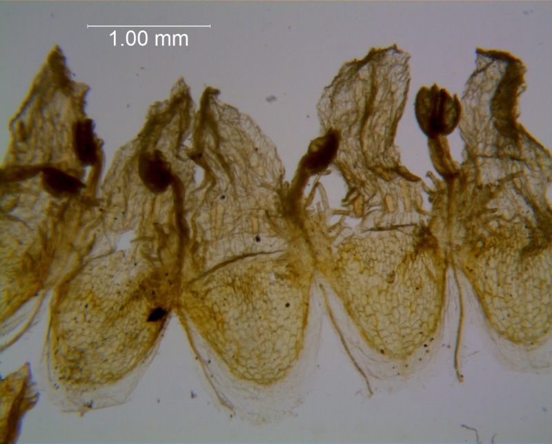 Cuscuta carinata, corolla, dissected