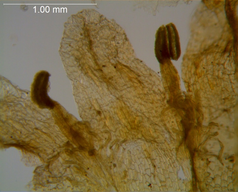 Cuscuta carinata, corolla lobes detail