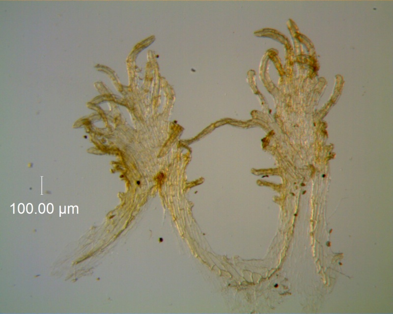 Cuscuta carinata, infrastaminal scales