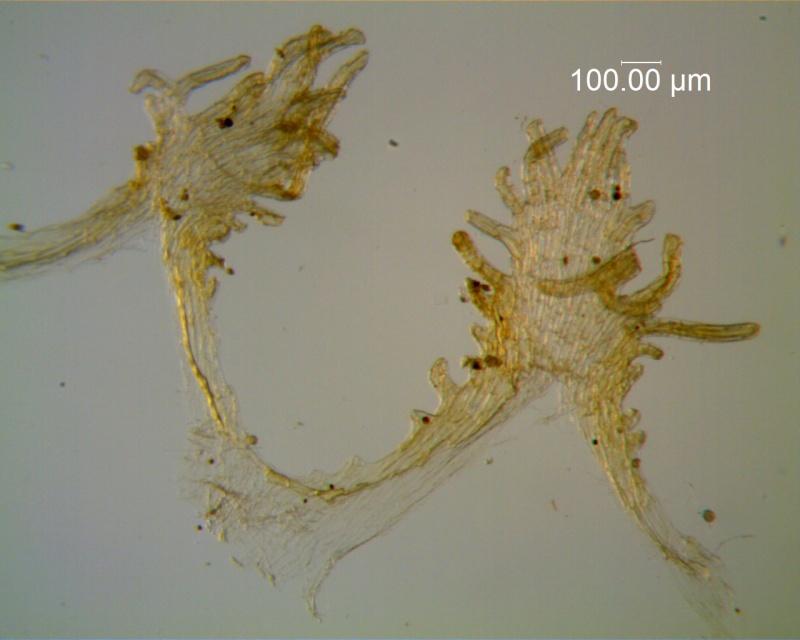 Cuscuta carinata, infrastaminal scales