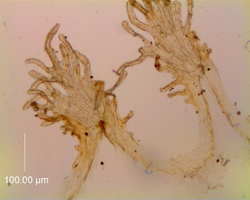 Cuscuta carinata, infrastaminal scales