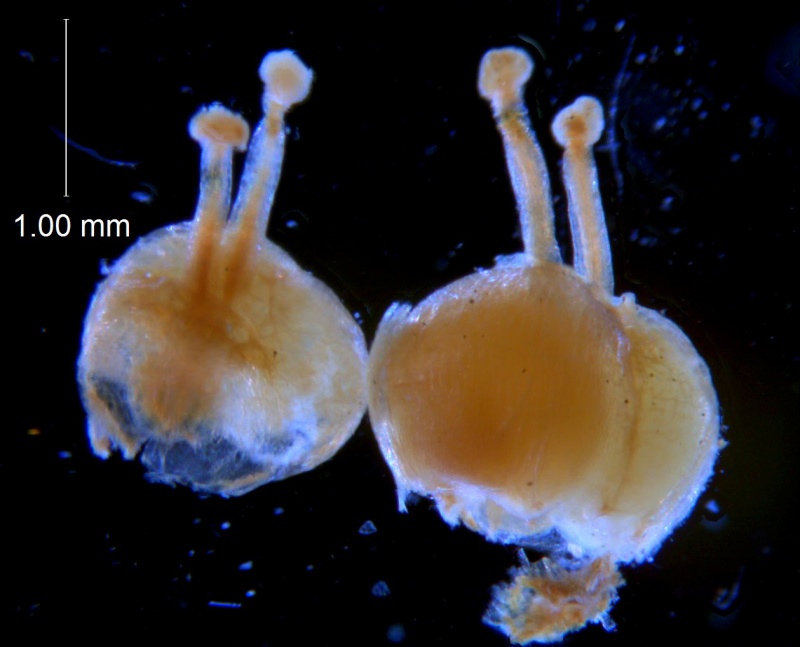 Cuscuta carinata, gynoecium