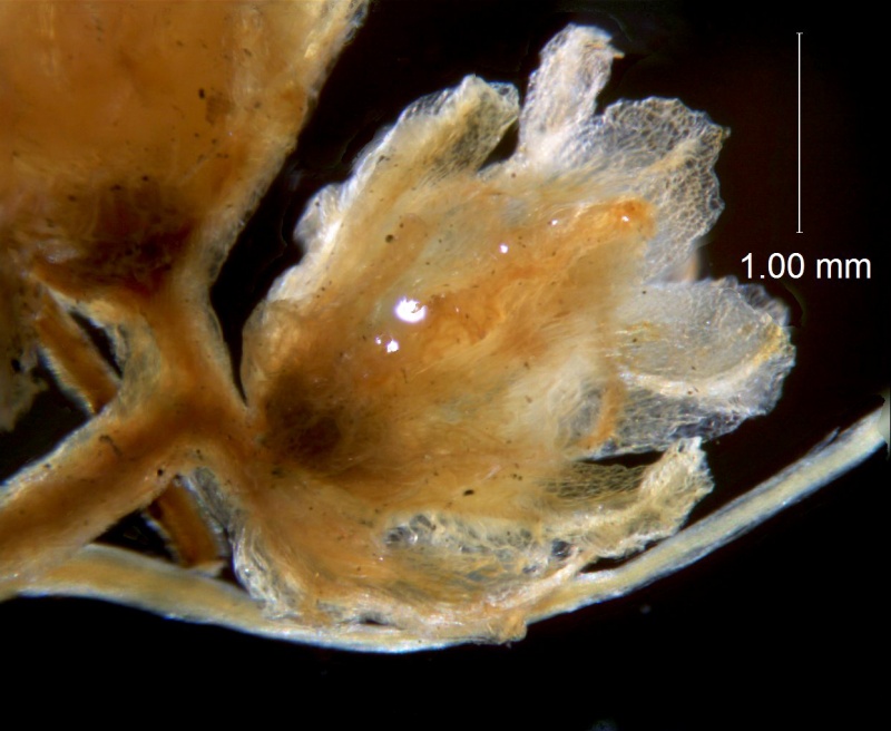 Cuscuta carinata, flower