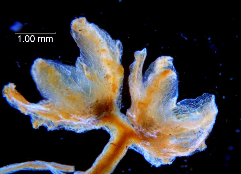 Cuscuta carinata, calyx, 3D