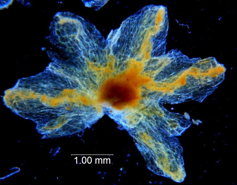 Cuscuta carinata, calyx dissected