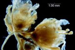 Cuscuta carinata, fragment inflorescence