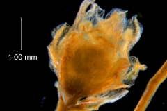 Cuscuta carinata , flower