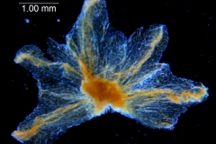 Cuscuta carinata, calyx dissected