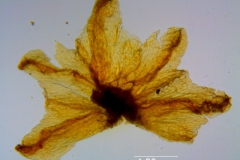 Cuscuta carinata, calyx dissected
