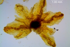 Cuscuta carinata, calyx dissected