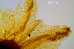 Cuscuta carinata, calyx lobes detail