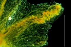 Cuscuta carinata, calyx lobe detail