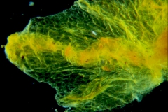 Cuscuta carinata, calyx lobe detail