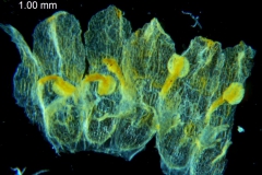 Cuscuta carinata, corolla, dissected