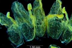 Cuscuta carinata, corolla, dissected