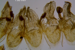 Cuscuta carinata, corolla, dissected