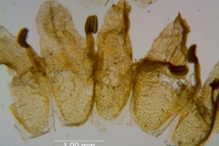 Cuscuta carinata, corolla, dissected