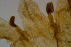Cuscuta carinata, corolla lobes detail