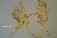 Cuscuta carinata, infrastaminal scales