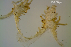 Cuscuta carinata, infrastaminal scales