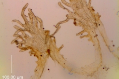 Cuscuta carinata, infrastaminal scales