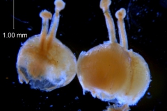 Cuscuta carinata, gynoecium