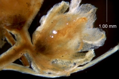 Cuscuta carinata, flower