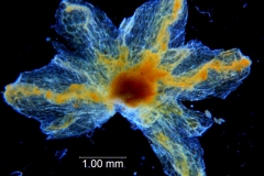 Cuscuta carinata, calyx dissected