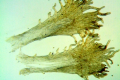 Cuscuta chinensis, infrastaminal scales