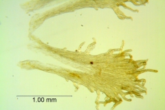 Cuscuta chinensis, infrastaminal scales