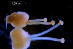 Cuscuta chinensis, gynoecium