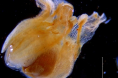 Cuscuta chinensis, capsule encolsed in corolla