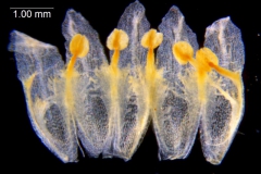 Cuscuta chinensis, corolla dissected