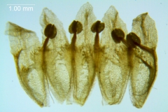 Cuscuta chinensis, corolla dissected