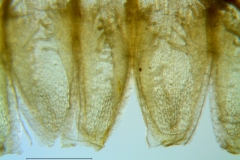 Cuscuta chinensis, infrastaminal scales