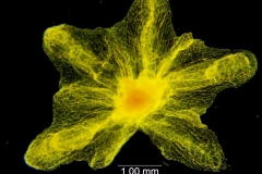 Cuscuta chinensis, calyx dissected