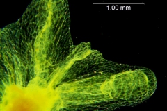 Cuscuta chinensis, calyx lobes detail