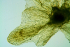 Cuscuta chinensis, calyx lobe detail