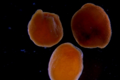 Cuscuta chinensis, seeds