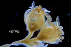 Cuscuta chinensis, inflorescence fragment