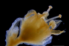 Cuscuta chinensis, flower