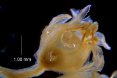 Cuscuta chinensis, flower