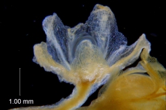 Cuscuta chinensis, calyx 3D