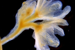 Cuscuta chinensis, calyx 3D