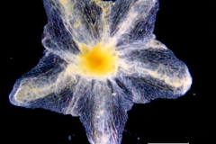 Cuscuta chinensis, calyx dissected